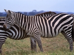 animal_05.jpg