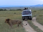 safari_02.jpg