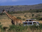 safari_04.jpg